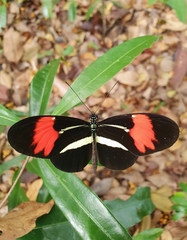 Heliconius melpomene