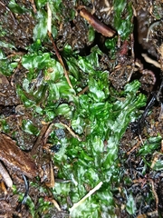 Pallavicinia lyellii
