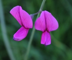 Lathyrus vestitus alefeldii