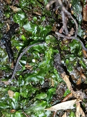 Pallavicinia lyellii
