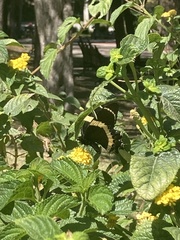 Papilio garamas