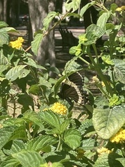 Papilio garamas