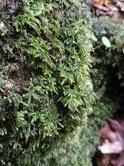 Thamnobryum alopecurum