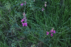 Lathyrus vestitus alefeldii
