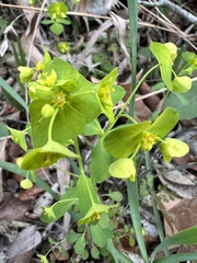 Euphorbia roemeriana