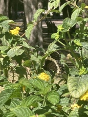 Papilio garamas