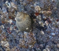 Acanthinucella