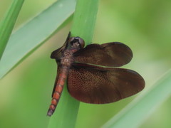 Diastatops