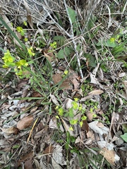 Euphorbia roemeriana