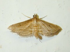 Marasmia trapezalis