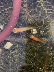 Poecilia reticulata