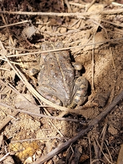 Anaxyrus boreas