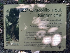 Sideroxylon foetidissimum