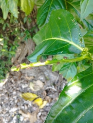 Acromyrmex octospinosus