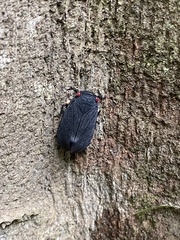 Acraephia perspicillata