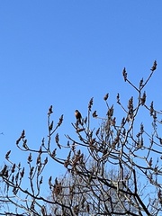 Turdus migratorius
