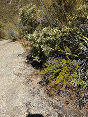 Phyllocladus alpinus