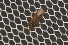 Remaudiereana puberula