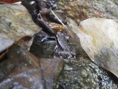 Colostethus ruthveni