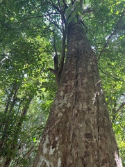 Sideroxylon foetidissimum