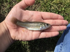 Fundulus grandis