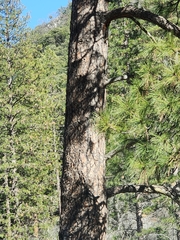 Pinus ponderosa