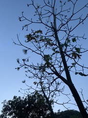 Pseudobombax septenatum