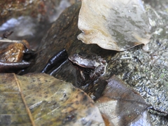 Colostethus ruthveni