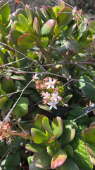 Crassula ovata