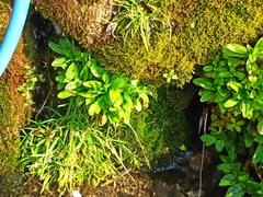 Veronica anagallis-aquatica