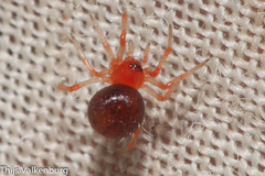 Ruborridion musivum