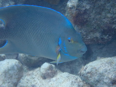 Holacanthus bermudensis