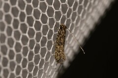 Praeacedes atomosella