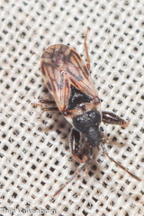 Taphropeltus nervosus