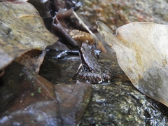 Colostethus ruthveni