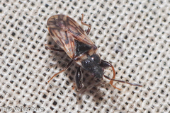 Taphropeltus nervosus