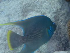 Holacanthus bermudensis