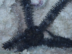 Ophiocoma echinata