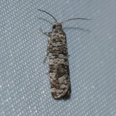 Retinia gemistrigulana