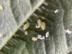 Aphis ruborum