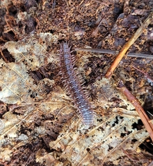 Myriapoda