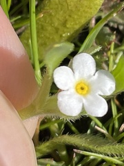 Plagiobothrys collinus californicus