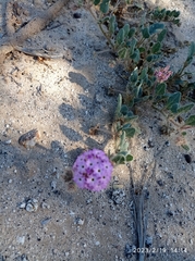 Abronia villosa