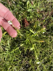 Plagiobothrys collinus californicus