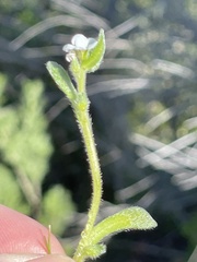 Plagiobothrys collinus californicus