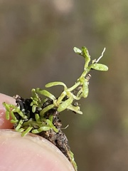 Callitriche marginata