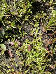 Callitriche marginata