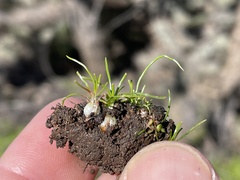 Isoetes orcuttii