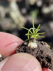 Isoetes orcuttii
