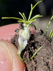 Isoetes orcuttii